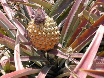 ananas