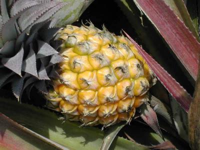 ananas