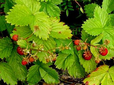 fraises des bois