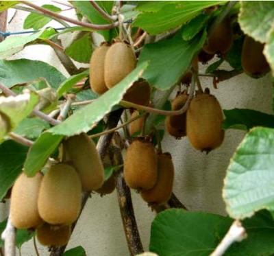 kiwis