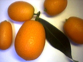 kumquat