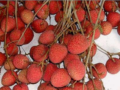 Litchis