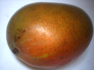 mangue
