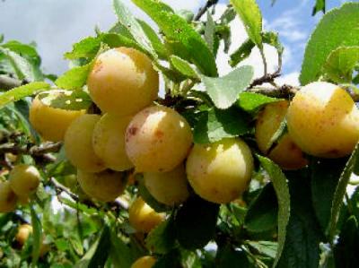 Photo : Mirabelles