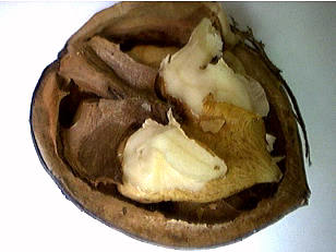 Noix dans sa coquille