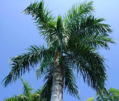 cocotier