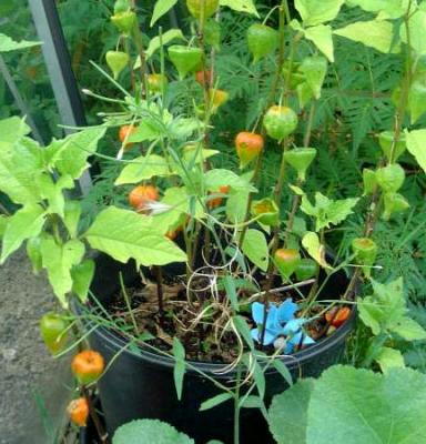 physalis