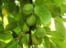 Prunes