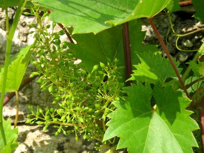 feuilles de vigne
