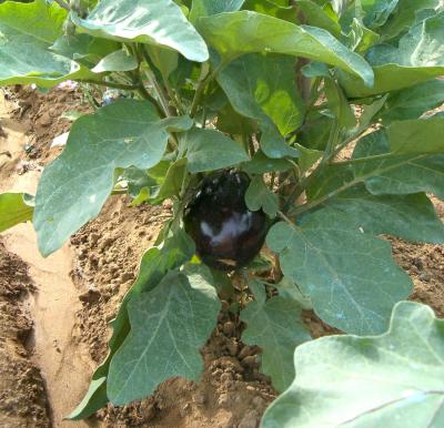 plant d'aubergine