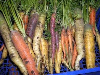 carottes