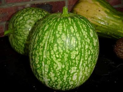 Courges