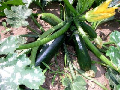 courgettes