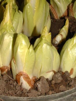 endives