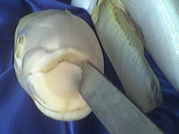 endive