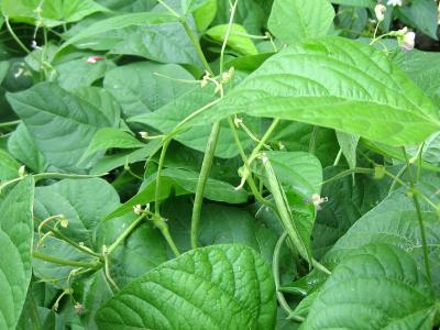 Photo : haricots verts