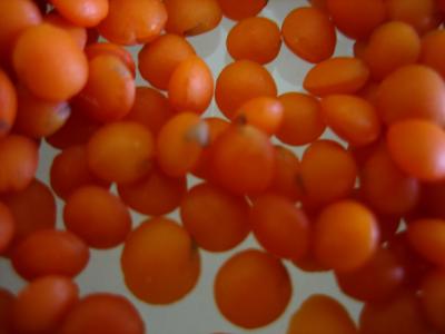 lentilles rouges