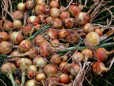 oignons