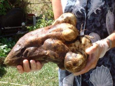 patates douces