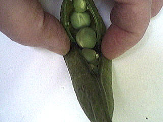 écosser les petits pois