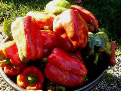 Photo : plat de poivrons rouges