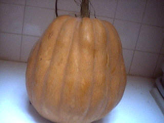 Potiron