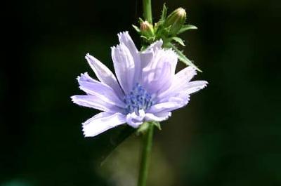 fleur de chicorée