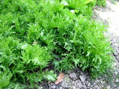 frisée