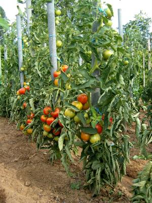 tomate