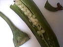 Salade de haricots blancs au thon - 2.1