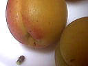 Marmelade d'abricots - 2.2