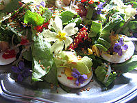 Violettes et primevères en salade