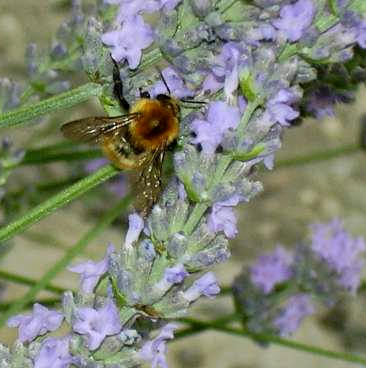abeille