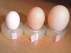 des oeufs