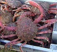 araignée de mer