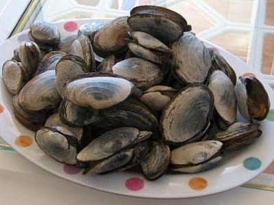 clams