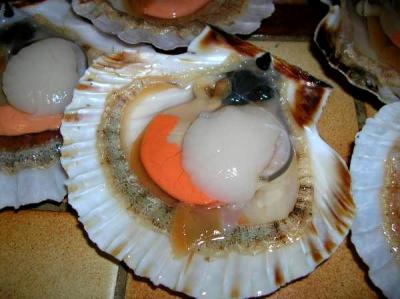 coquilles saint Jacques
