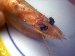 crevette