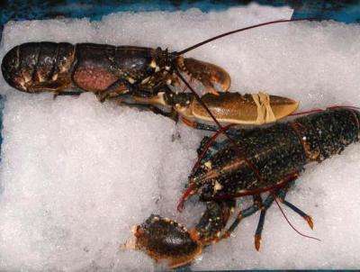 homard