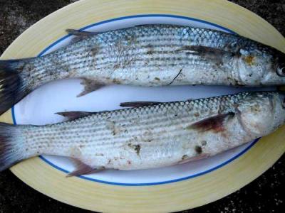 Photo : Un plat de mulets frais