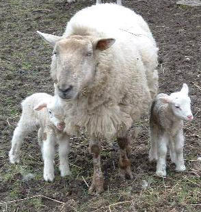 Photo : Famille agneau