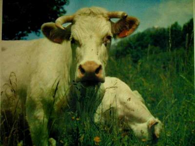 vaches