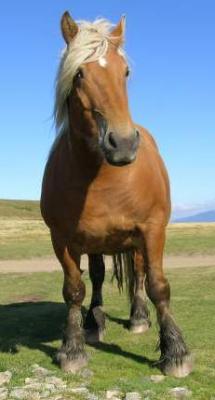 Cheval comtois