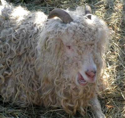 chèvre de mongolie