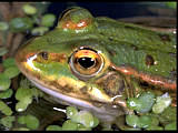 grenouille esculenta