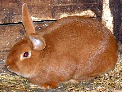 Lapin