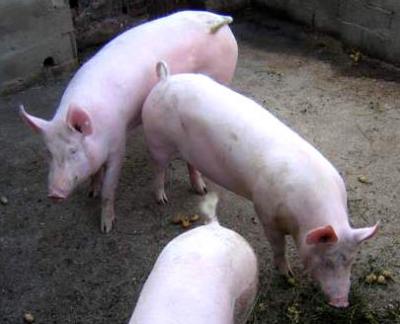 porc