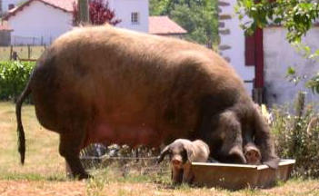 porc