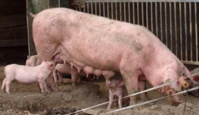 porc