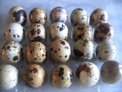 oeufs de caille